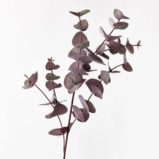 Eucalyptus Silver Dollar Purple