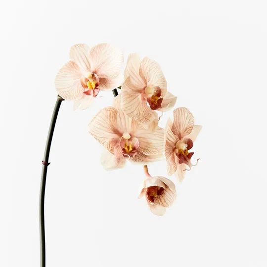 Orchid Infused Mini Mocha