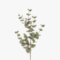 Eucalyptus Silver Dollar Green