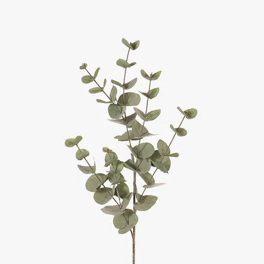 Eucalyptus Silver Dollar Green