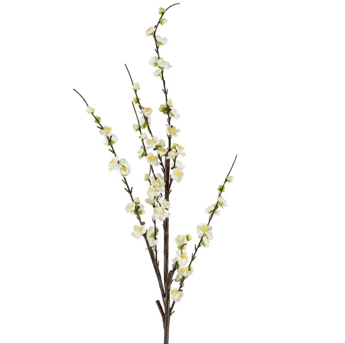 Japonica Blossom Stem