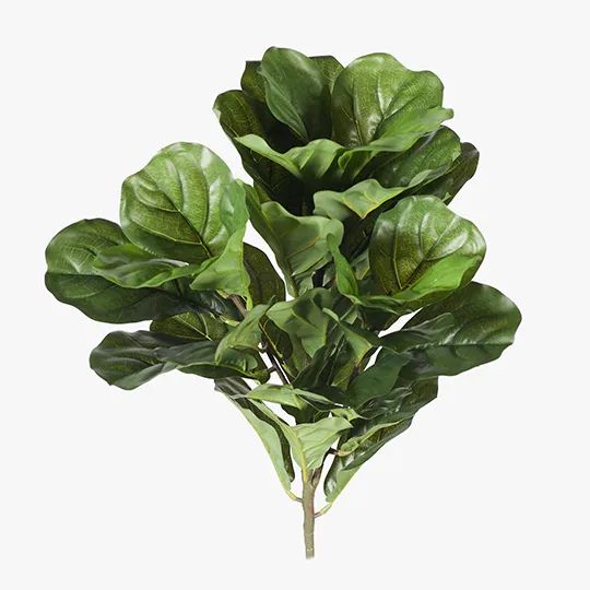 Fiddle Leaf Bush