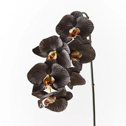 Orchid Phalaenopsis Infused Black/White