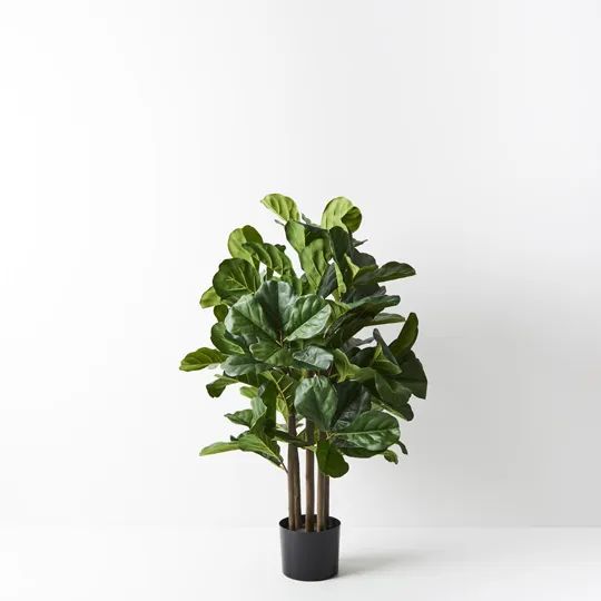 Fiddle Leaf Tree