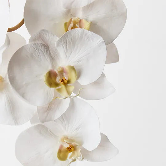 Orchid Phalaenopsis White
