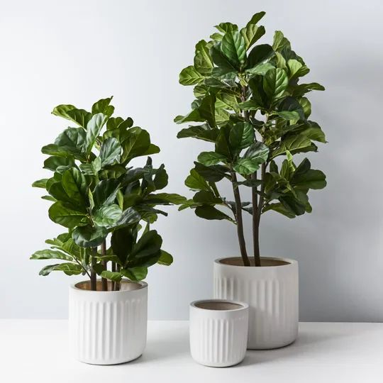 Fiddle Leaf Tree