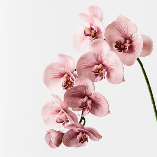 Orchid Phalaenopsis Dusty Pink
