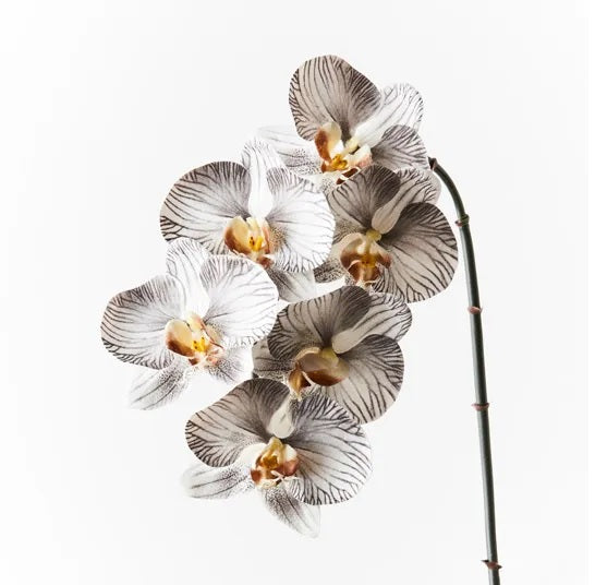 Orchid Phalaenopsis Infused White/Black